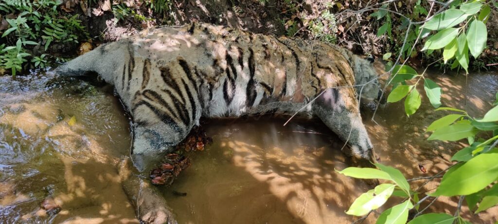 tiger death….बांधवगढ़ टाइगर रिजर्व में एक और बाघ की संदिग्ध मौत