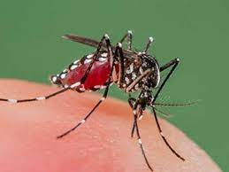 दिन के समय काटता है डेंगू व चिकनगुनिया का मच्छर