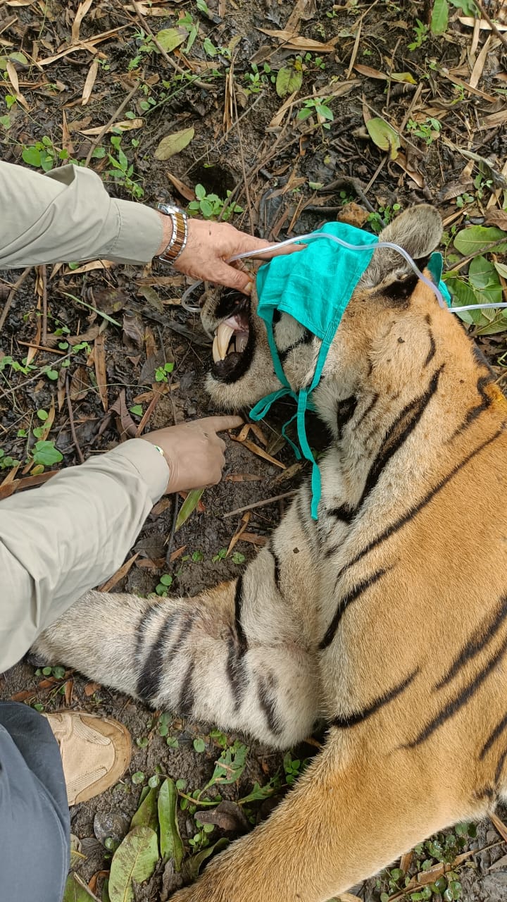 tigers pench 24