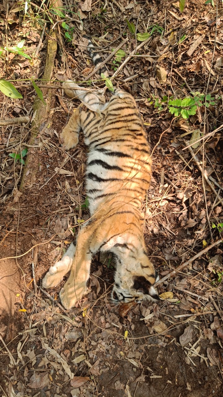 tigerrrrrrrrrrrrrrrrrrrr
