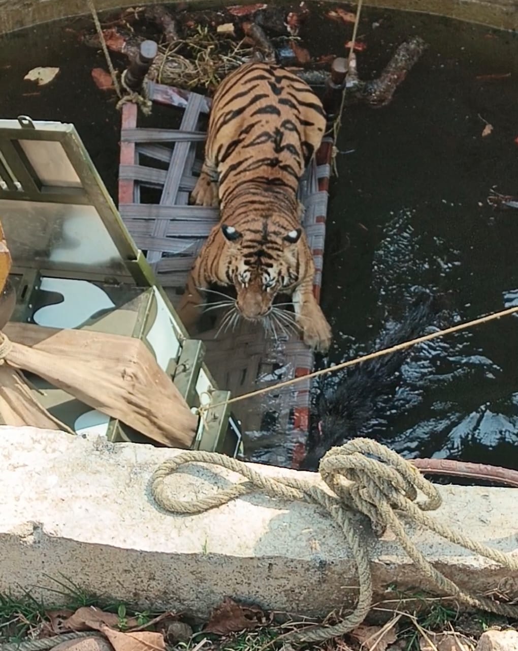 tiger rescue (2)