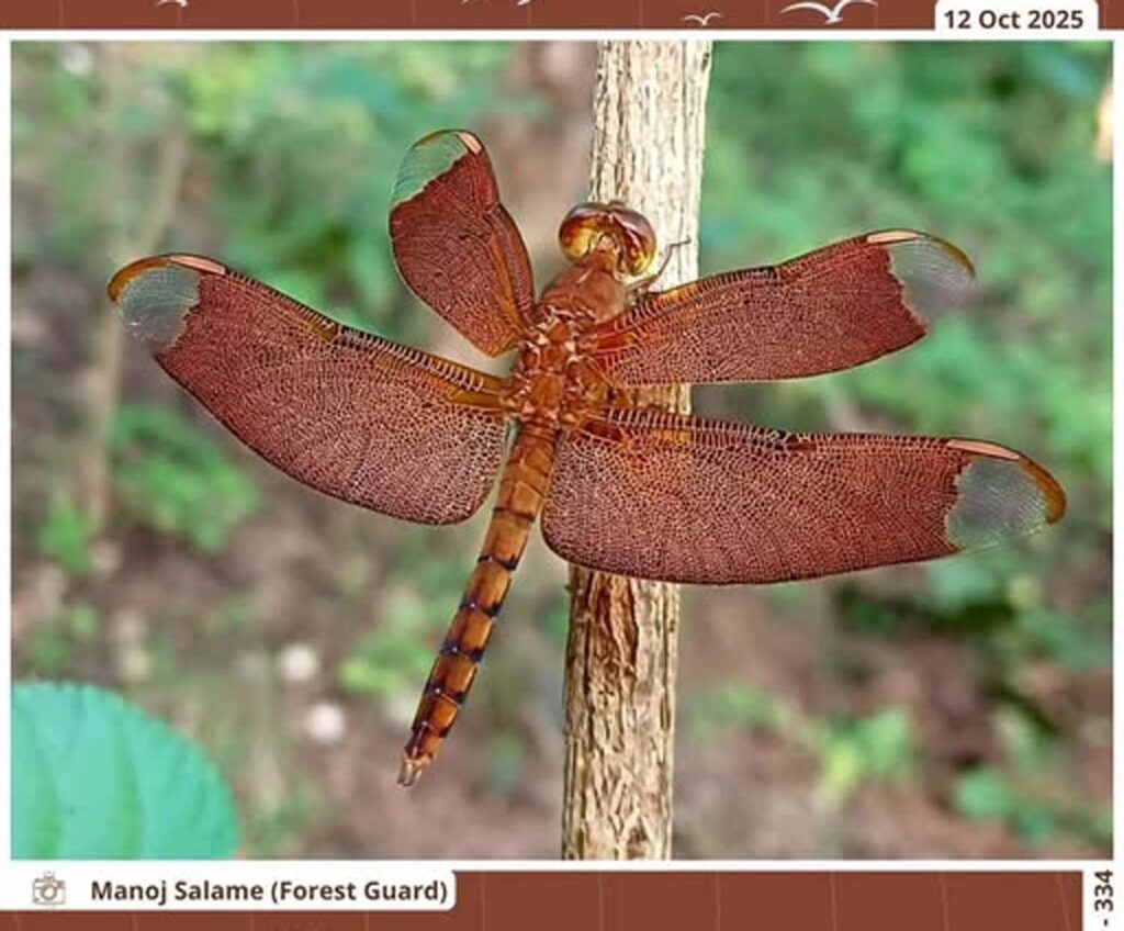 junglepench