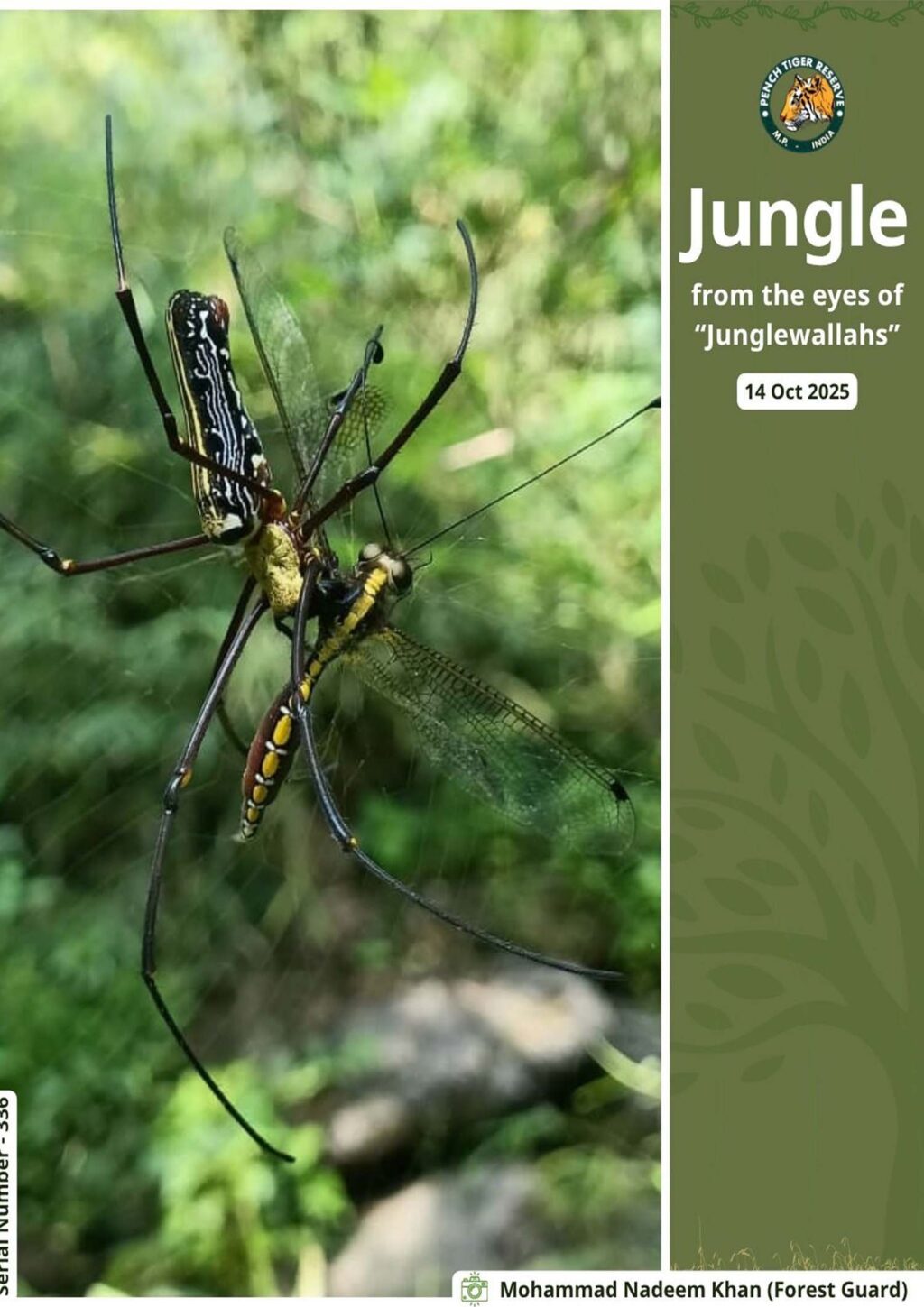 junglewala14